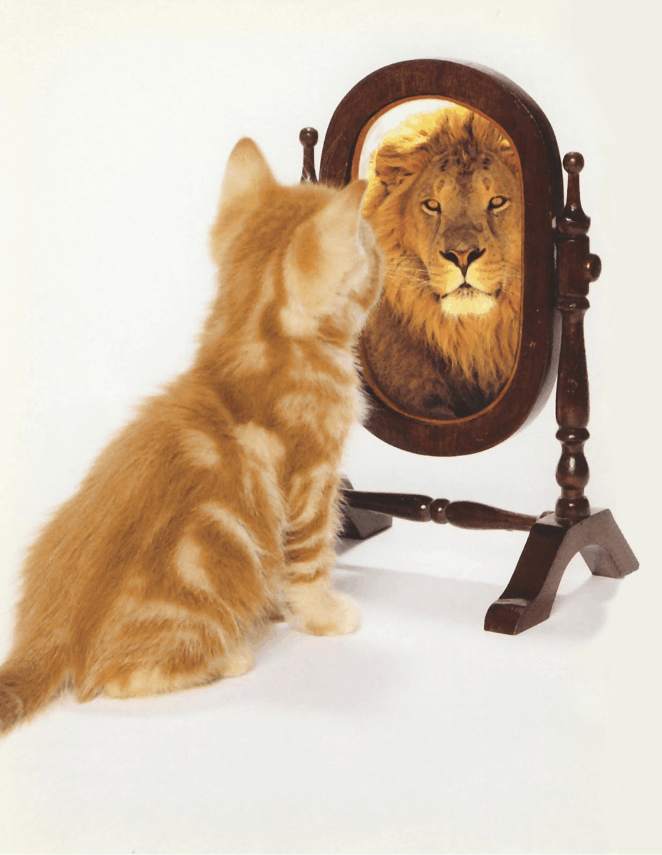cat-lion
